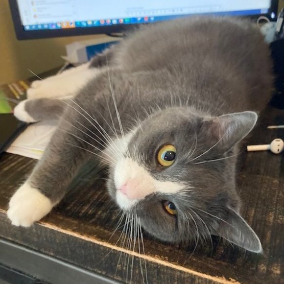 Meet your Posher, Dave - Picture 1 of 1